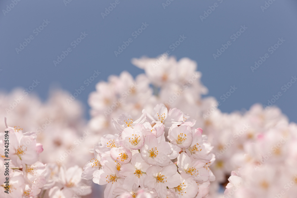 満開の桜の花 満開の桜の花