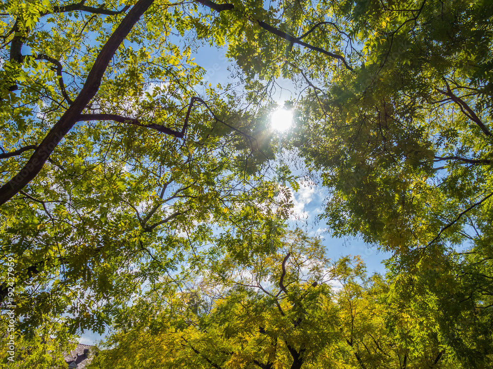 Fototapeta premium Sonne in den den Bäumen
