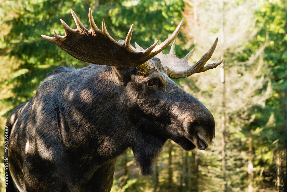 Fototapeta premium Moose (Alces alces)