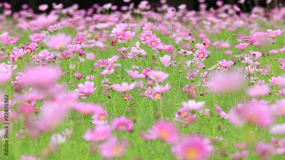 コスモス(秋桜) ハッピーリング フィックス コスモス(秋桜) ハッピーリング フィックス