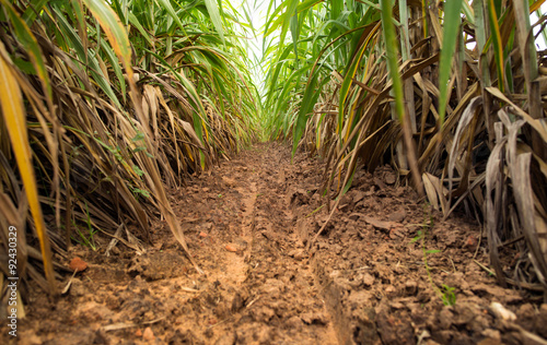 sugar cane field