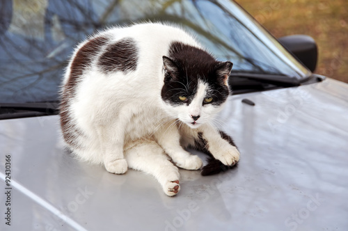 cat sitting on the roof of the car