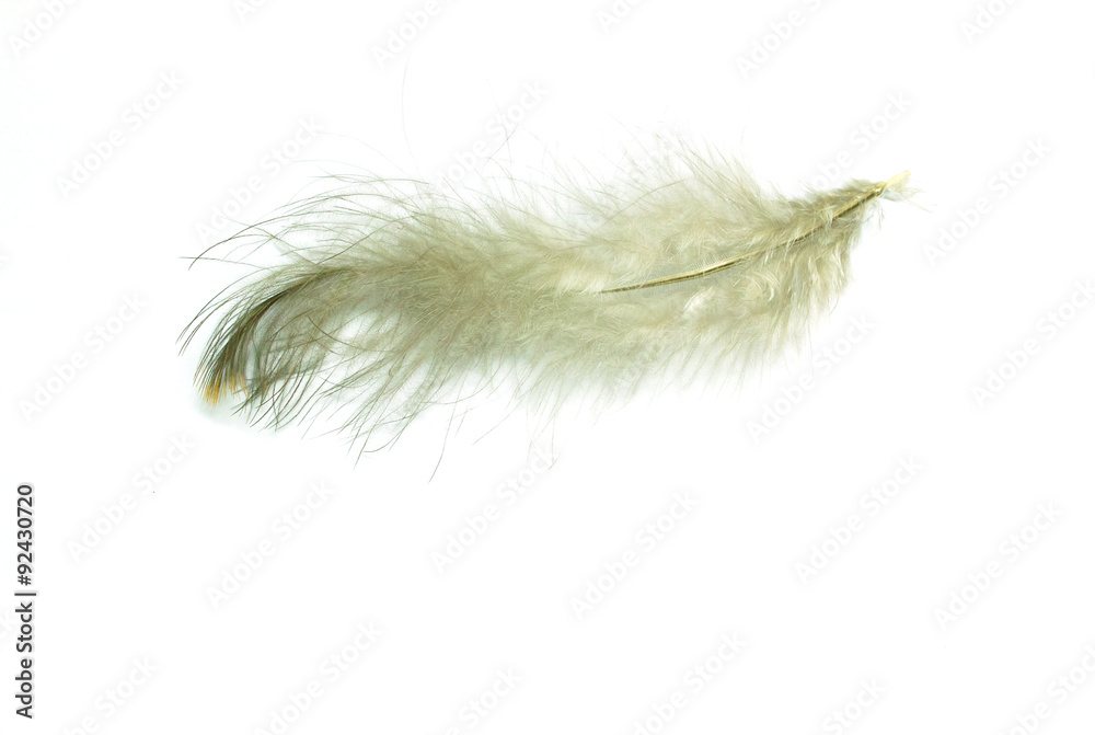 soft feather light brown isolated on white background