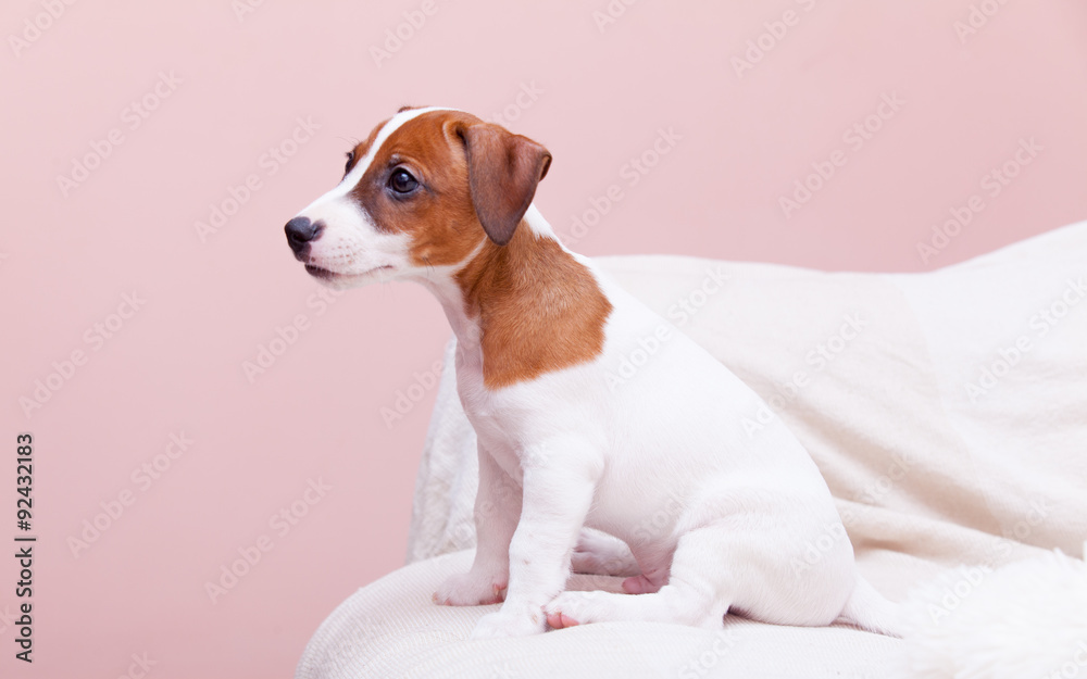 cute small dog Jack Russell terrier