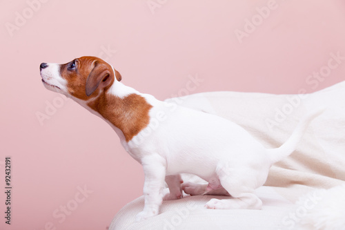 cute small dog Jack Russell terrier