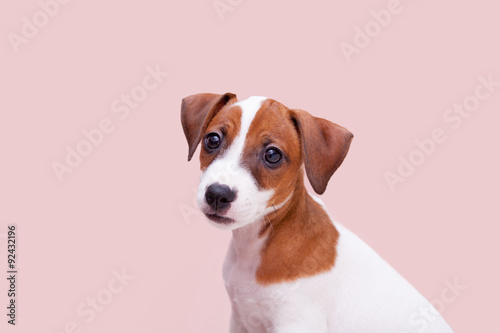 Fototapeta Naklejka Na Ścianę i Meble -  cute small dog Jack Russell terrier