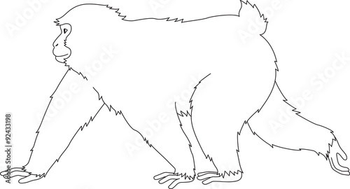 歩く猿　モノクロ　白