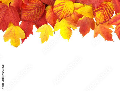  autumn leaves