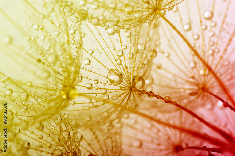 Obraz premium dandelion