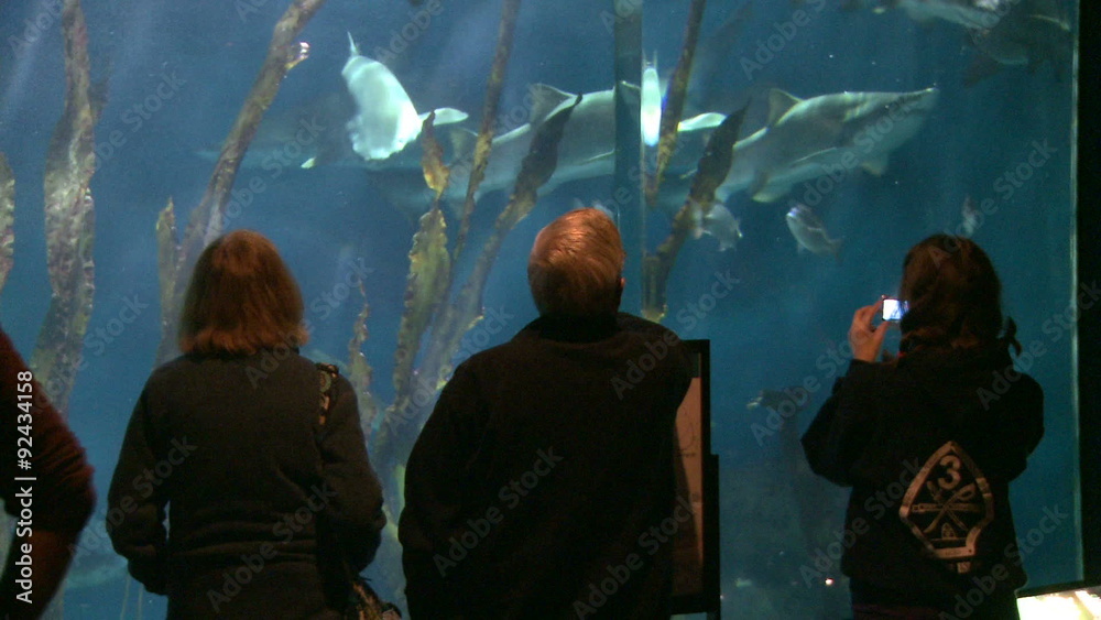 Enjoying the aquarium