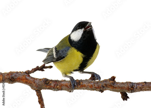 great tit