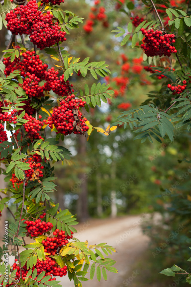 Bunches of red rowan on tree