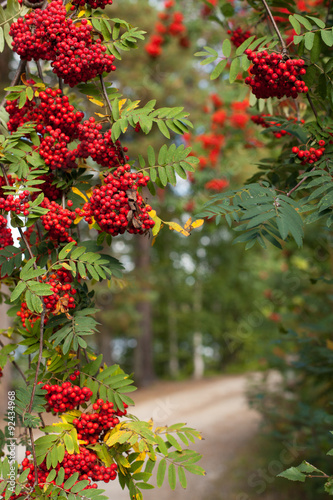 Bunches of red rowan on tree