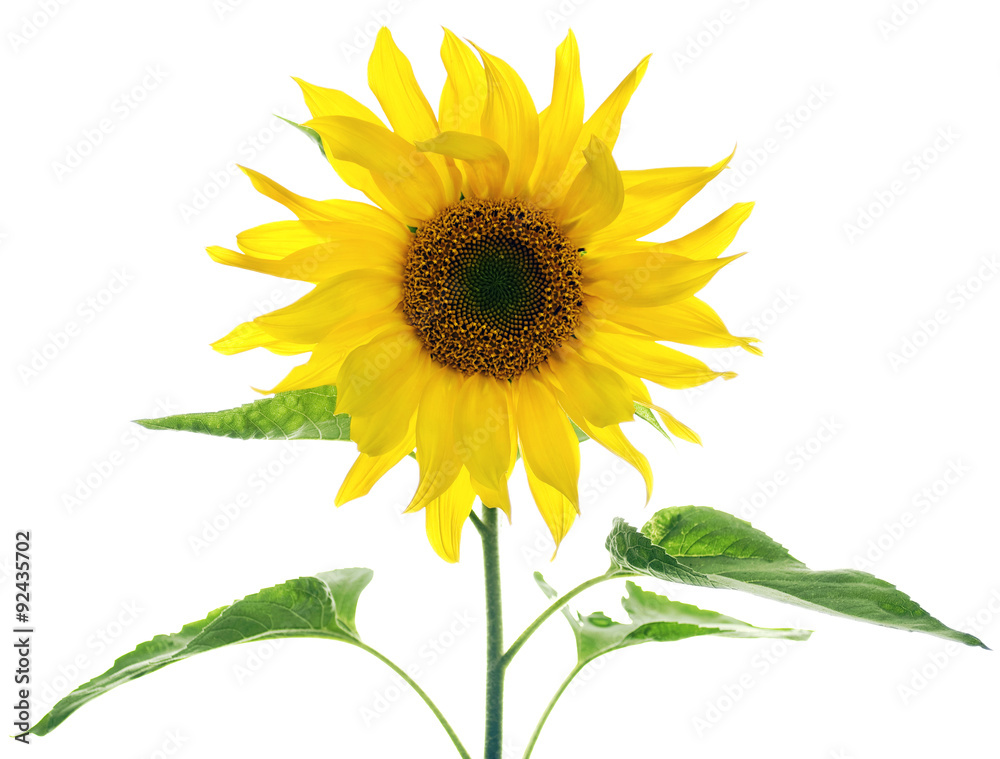 Obraz premium Sunflower with green leaves