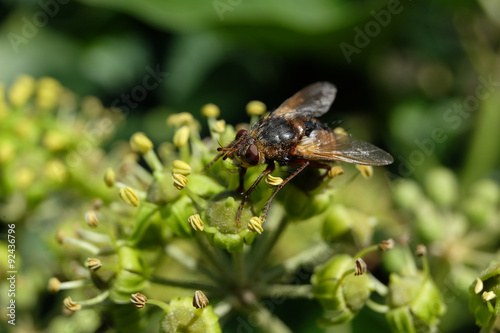Fliege auf Efeublüte © alriester