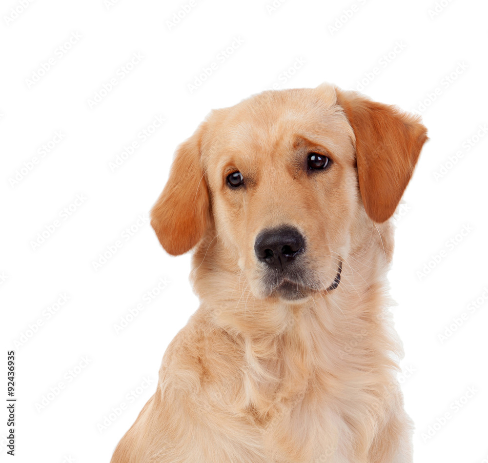 Beautiful Golden Retriever dog breed