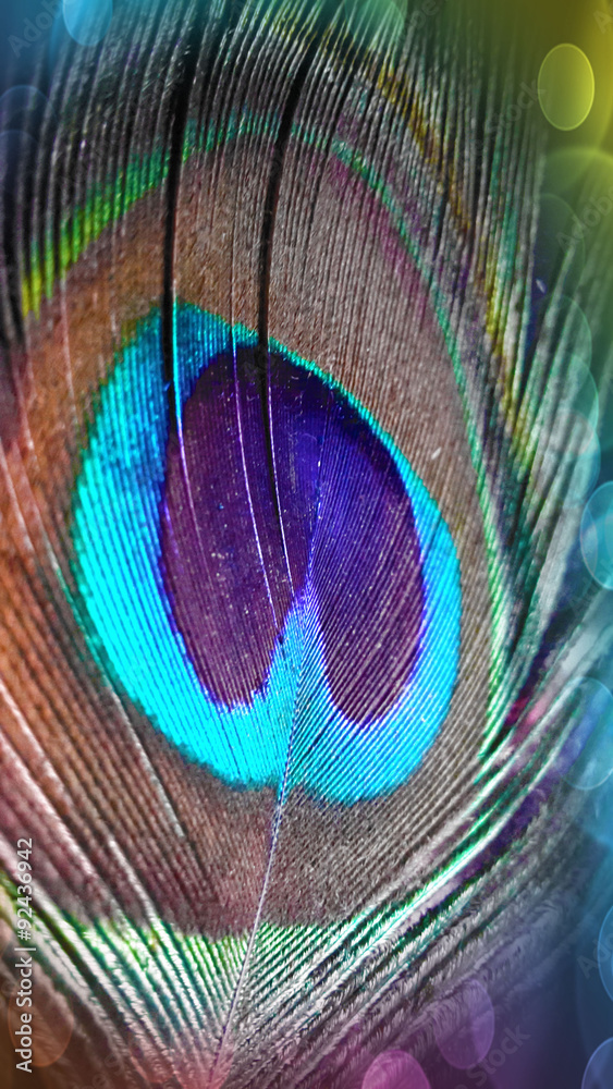 Obraz premium Peacock feather