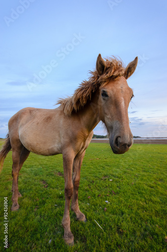 Horse on the field grass