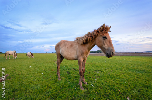 Horse on the field grass with sunset and mountain background