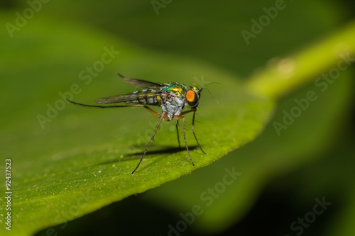 fly on green leaf,Macro view