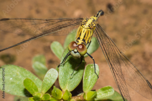 Beautiful yellow dragonfly,macro dragonfly,Insects