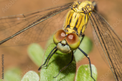 Beautiful yellow dragonfly,macro dragonfly,Insects © midobun2014