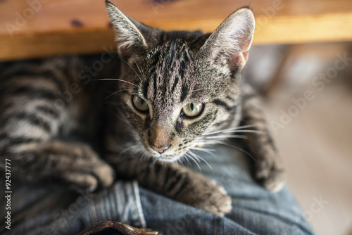 Young tabby cat lying on lap. Point of view.