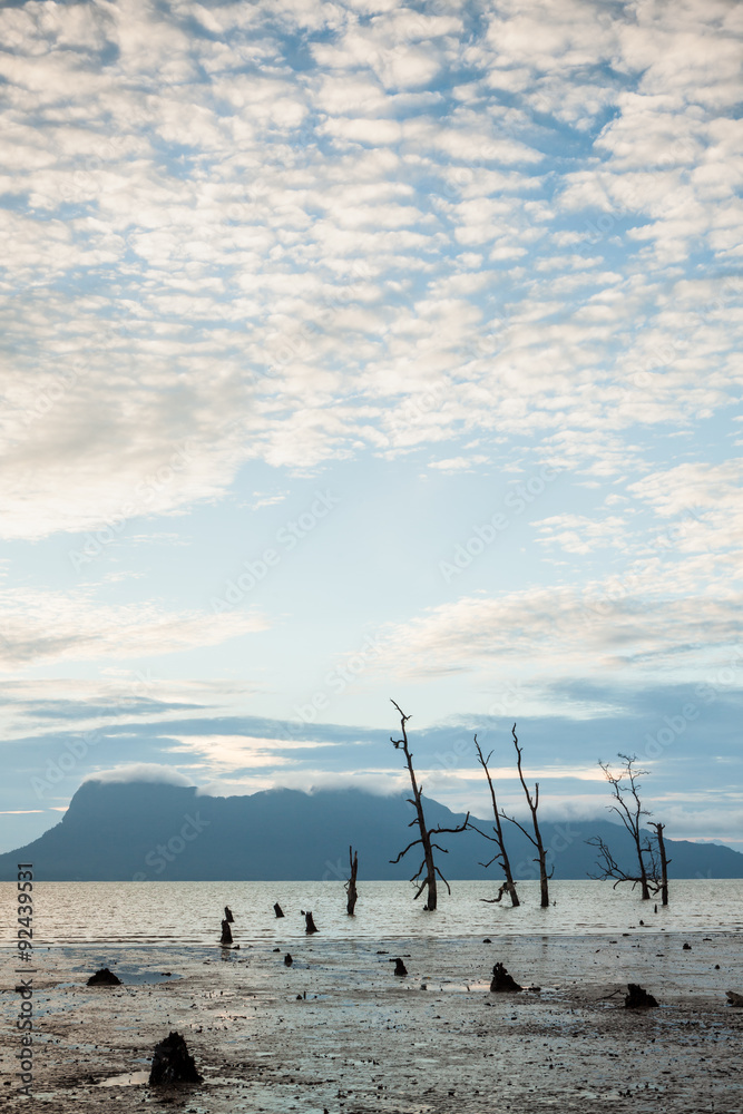 Dead trees and muddy beach at sunset Dead trees and muddy beach at sunset