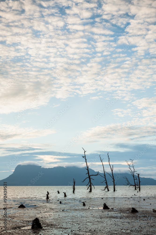 Dead trees and muddy beach at sunset