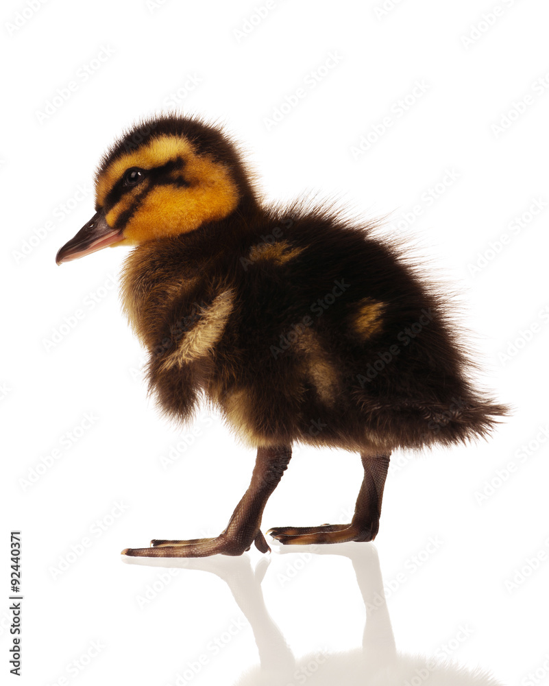 Domestic duckling Domestic duckling