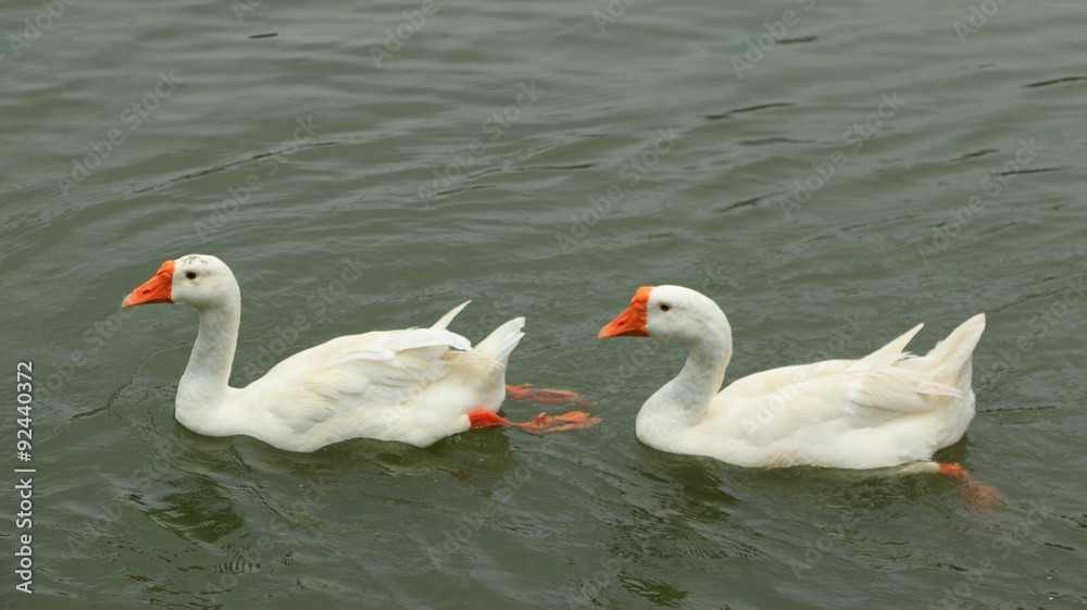 The Swan Swimming on Lake in Thailand The Swan Swimming on Lake in Thailand