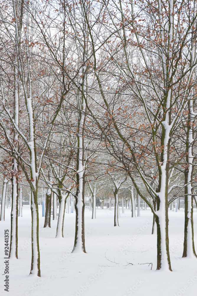 Fototapeta premium Parque Publico con Arboles, Nevado en Invierno