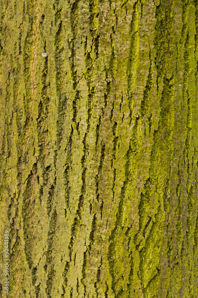 Tronco de Arbol con Musgos o Liquenes Tronco de Arbol con Musgos o Liquenes