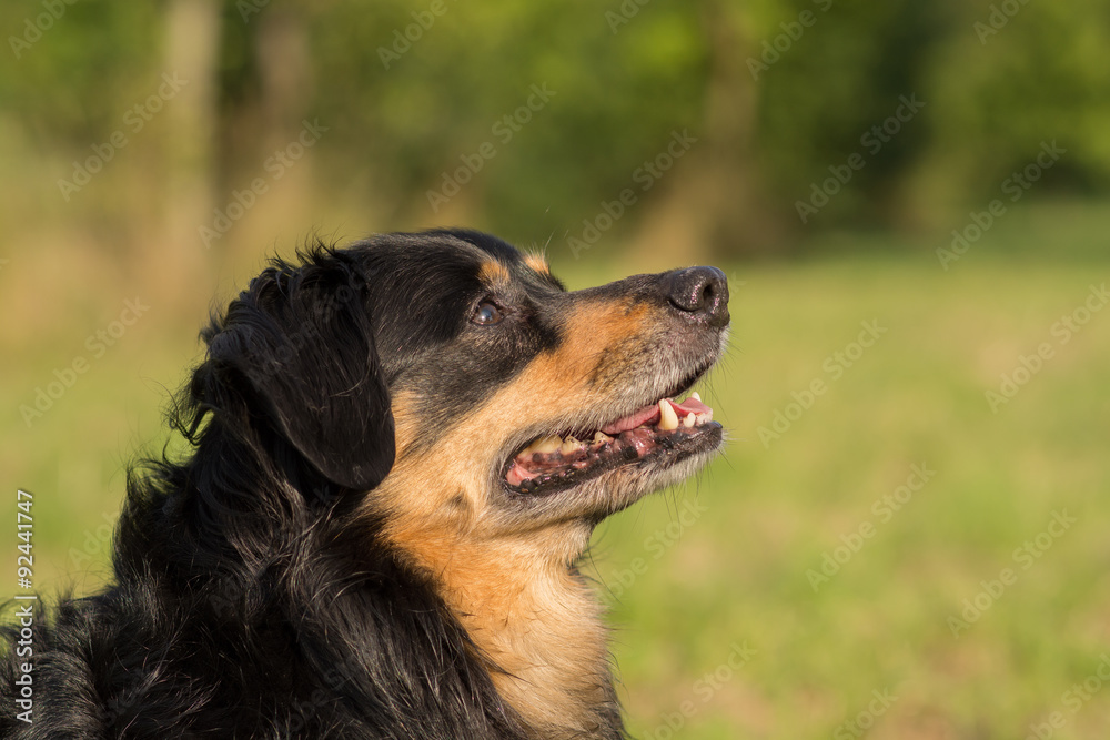 Fototapeta premium Dog looks expectantly