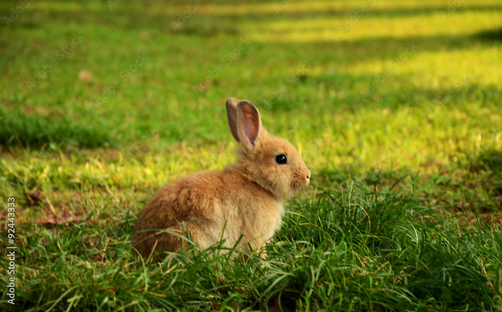 Fototapeta premium rabbit