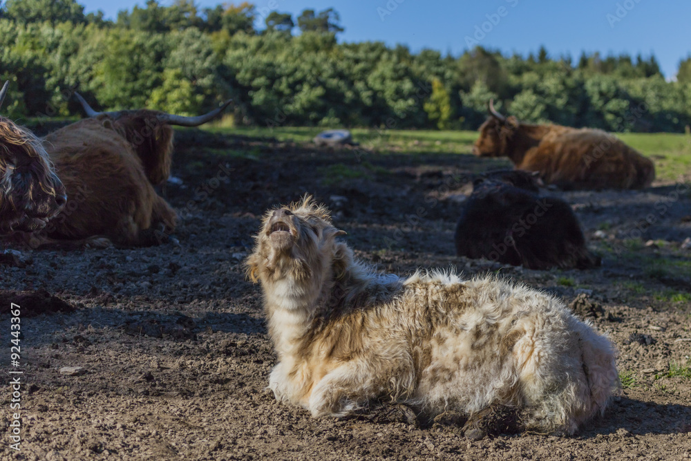 Naklejka premium Hochlandrinder