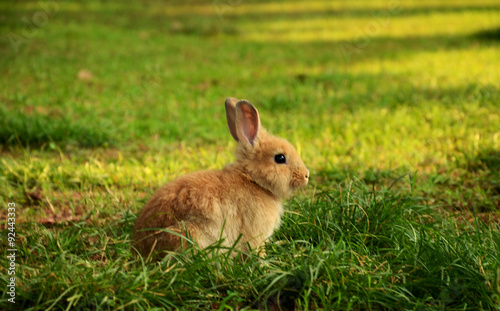 rabbit © Sundi