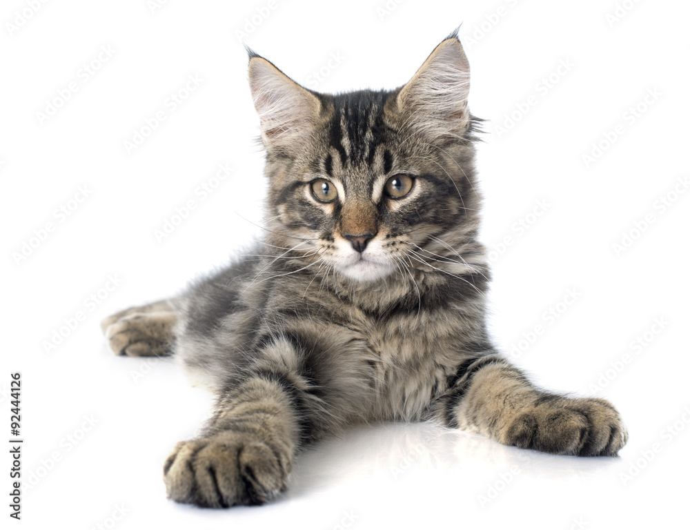 maine coon kitten