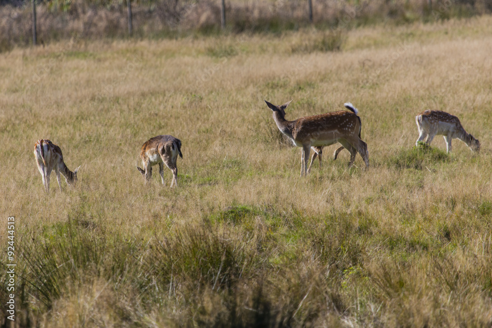 Fototapeta premium Rotwild