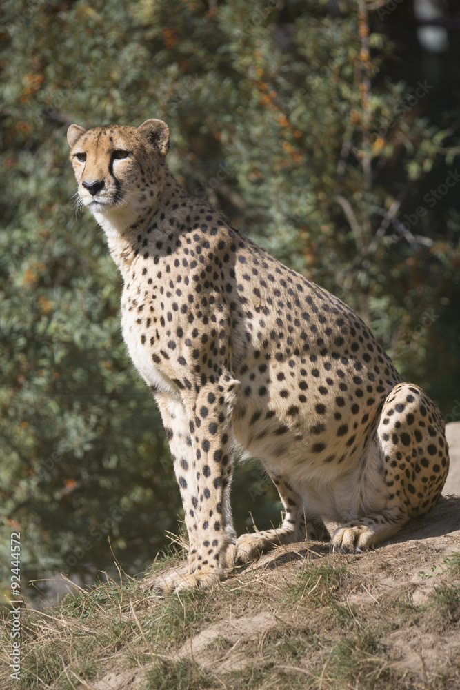 Cheetah, Acinonyx jubatus, watching nearby Cheetah, Acinonyx jubatus, watching nearby