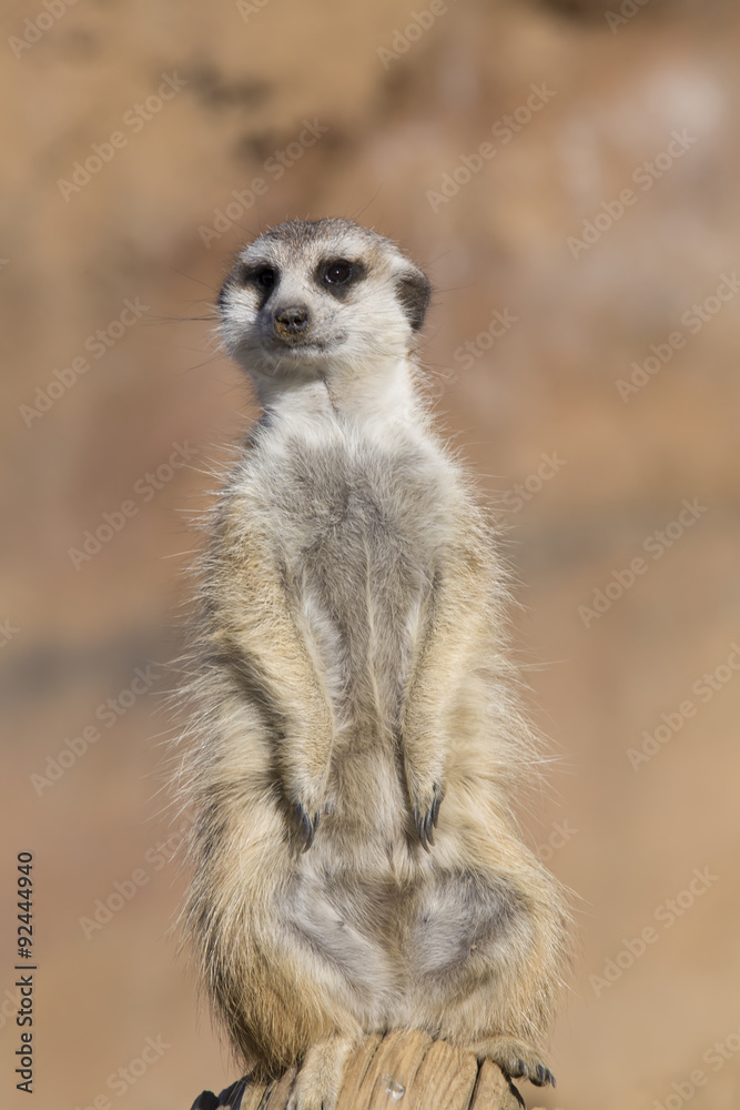 Meerkat, Suricata suricatta, observing surroundings Meerkat, Suricata suricatta, observing surroundings