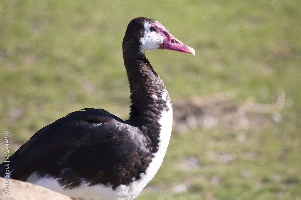 Portrait of a Spur-winged Goose, Plectropterus gambensis Portrait of a Spur-winged Goose, Plectropterus gambensis