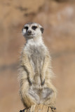  Meerkat, Suricata suricatta, observing surroundings