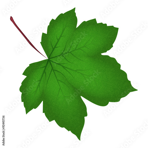 Image of realistic green maple leaf . Vector illustration isolated on white background.