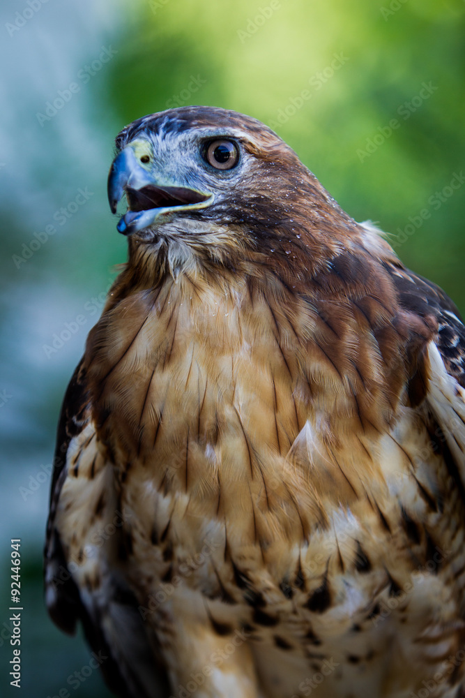 Obraz premium Red tail Hawk