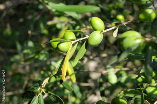 Olives  de Provence
