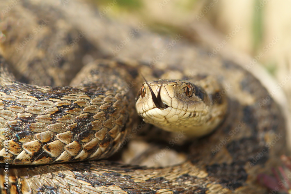macro image of a meadow viper macro image of a meadow viper