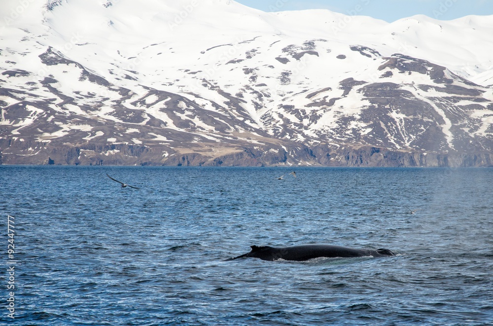 Fototapeta premium Buckelwale