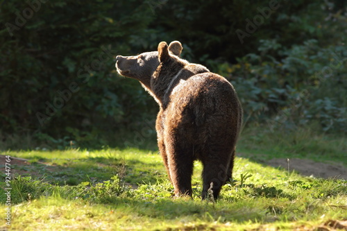 wild brown bear in the carpathians