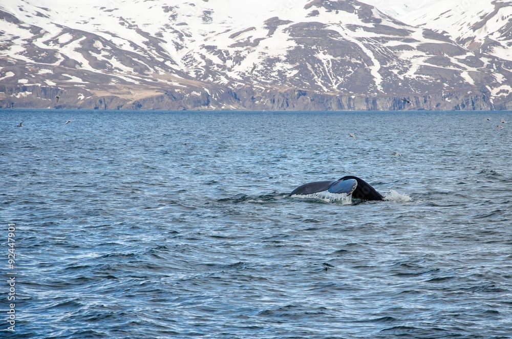 Fototapeta premium Buckelwale